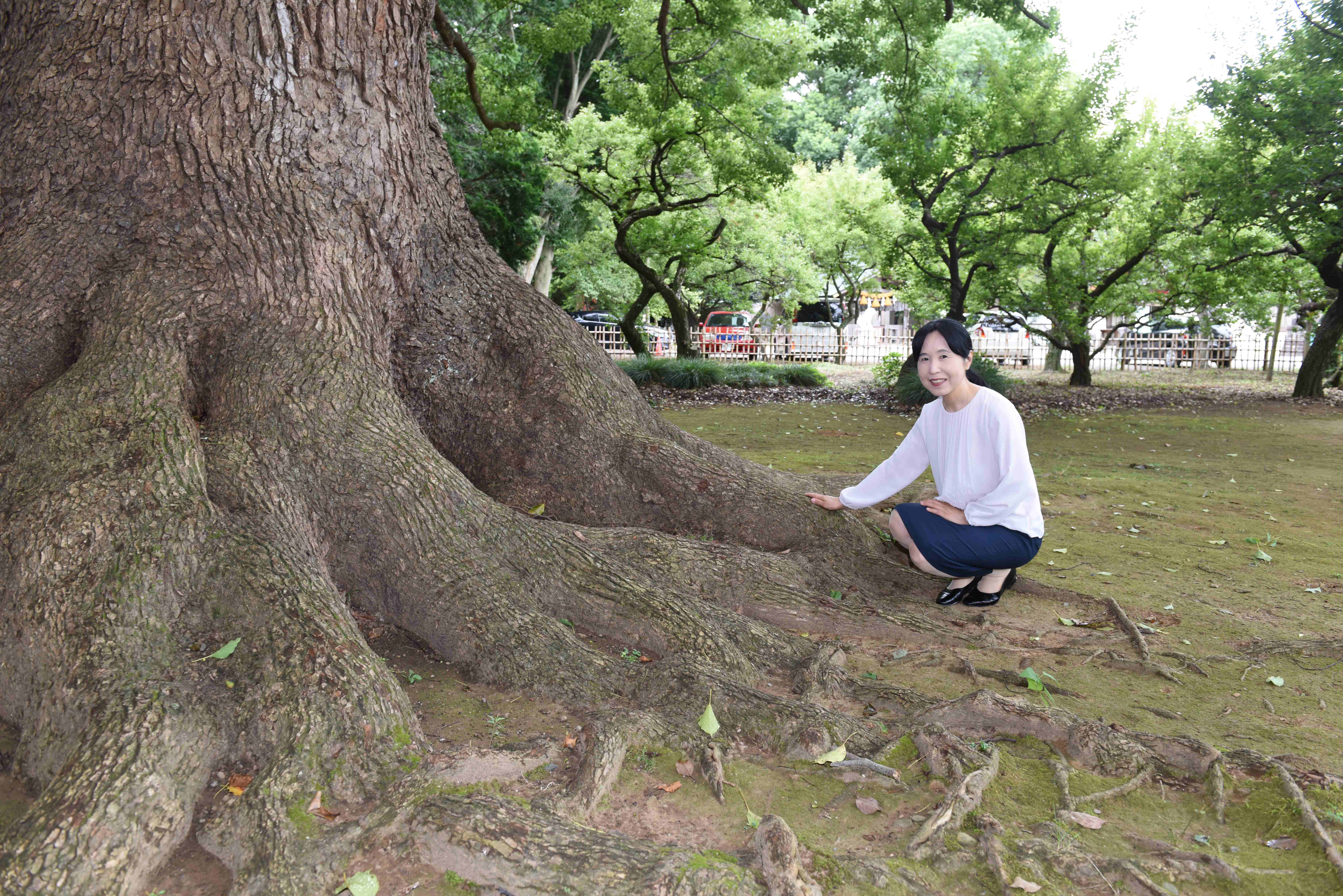 根も広く張っていますが、樹齢は不明