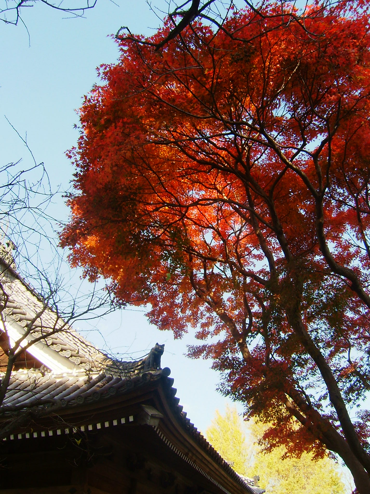 孔子廟の屋根の鬼龍子