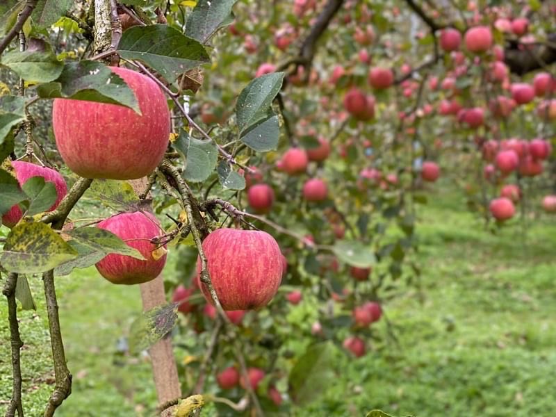 色づいたりんご園