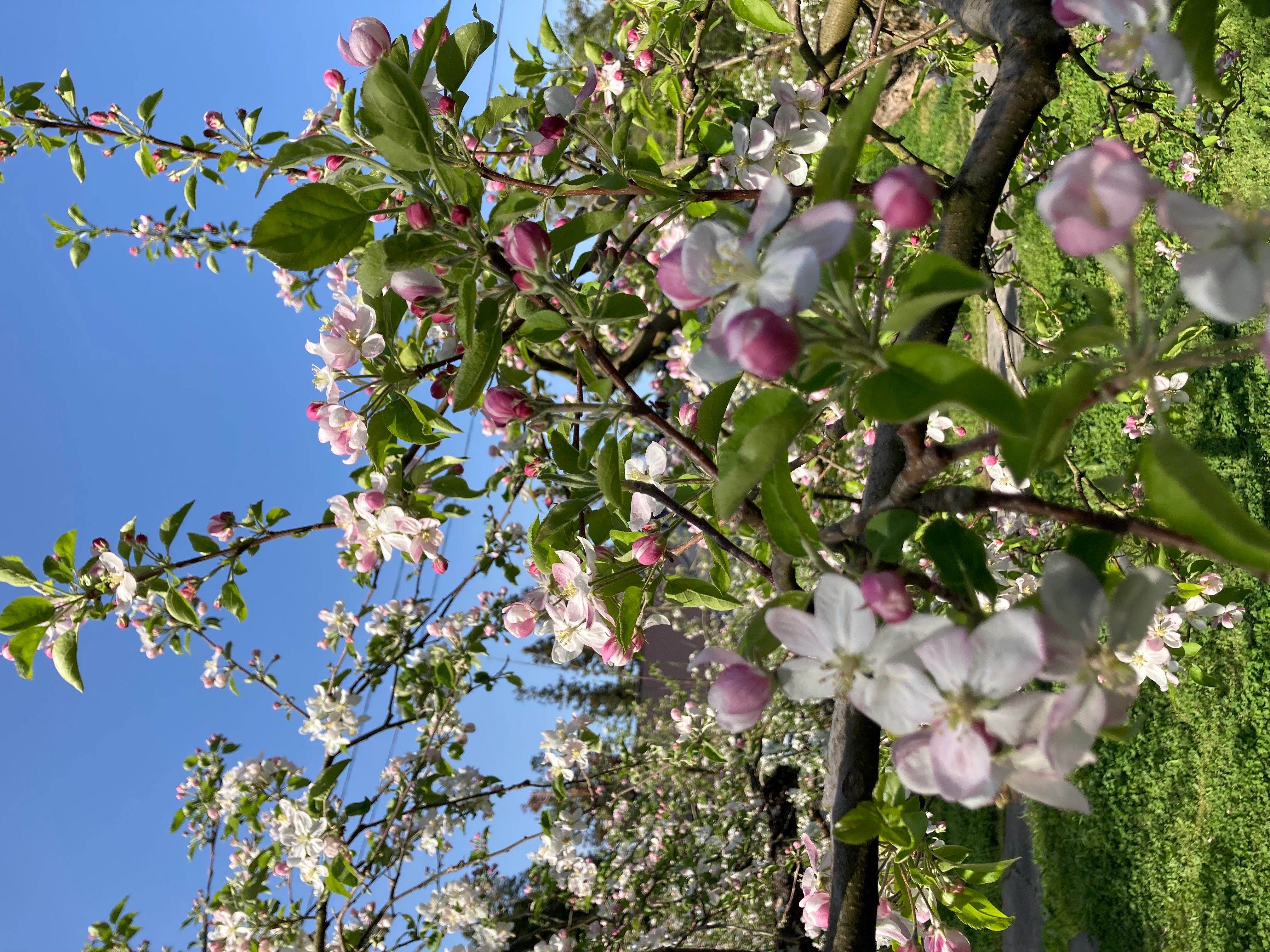 春にはりんごの花が開花して、園内が華やぐ