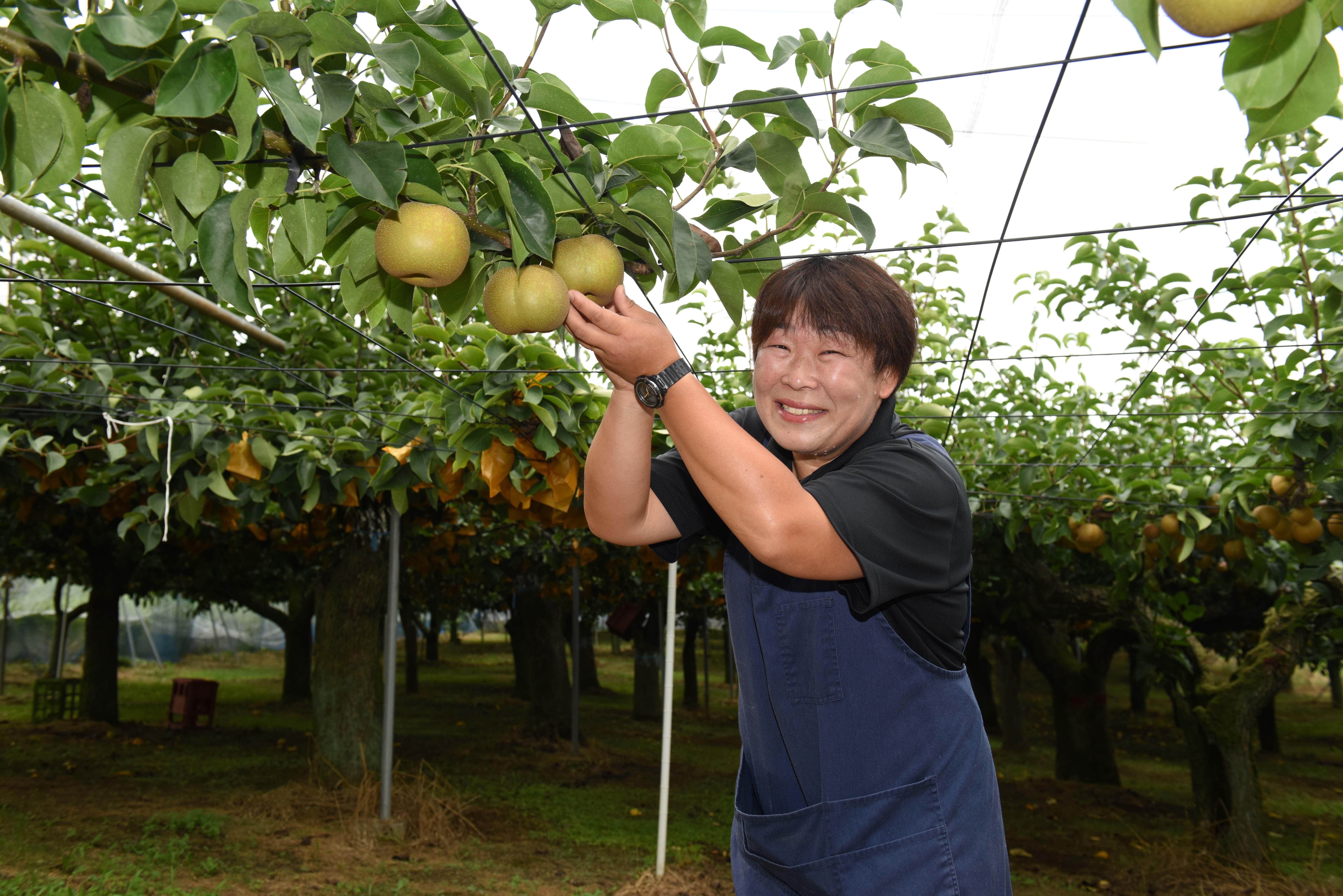 「もぎたてのおいしさは、格別ですよ」。梨園で笑顔の福田さん