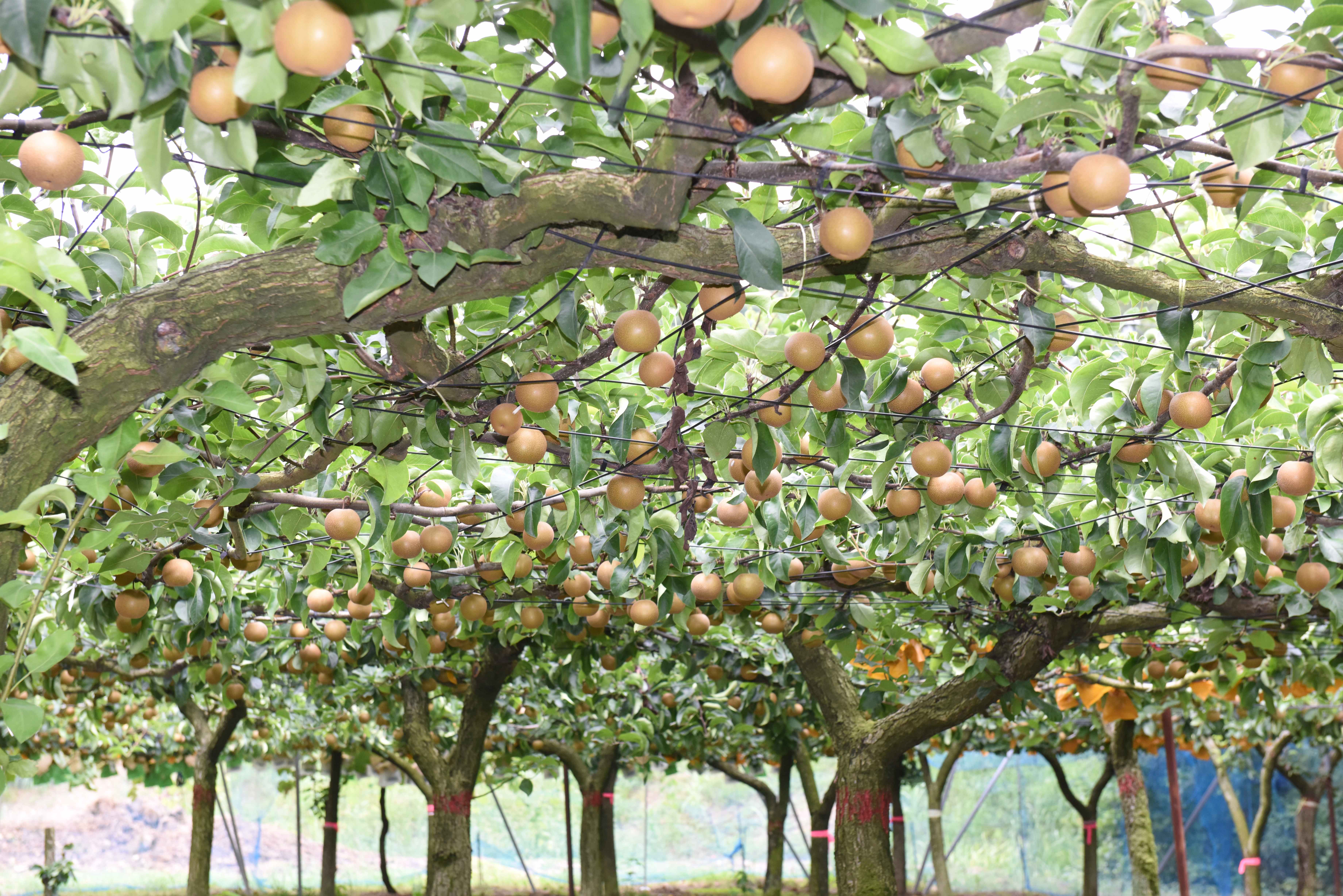 たわわに実った梨園