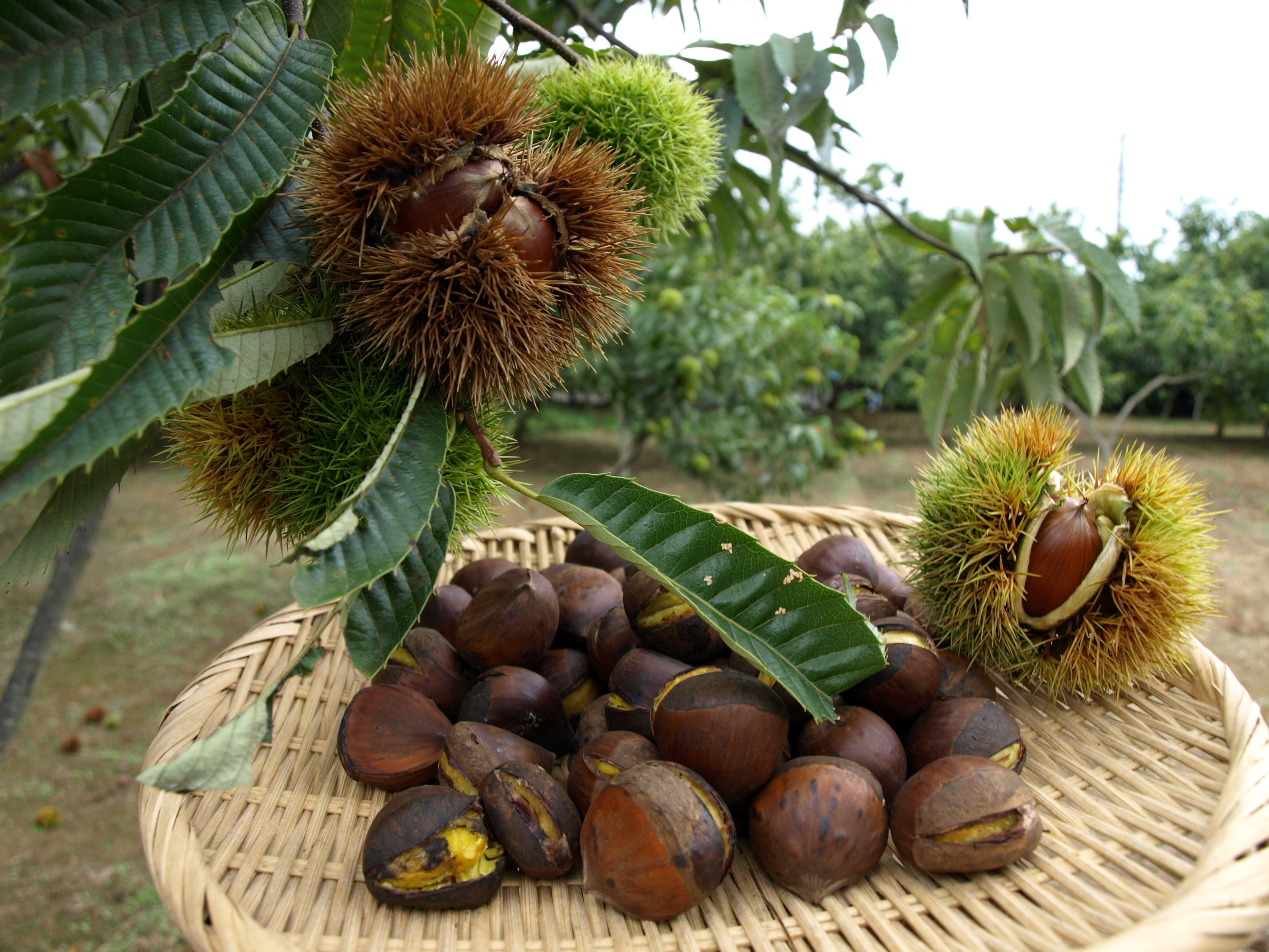 栗拾い体験は、農園特製の焼き栗付き