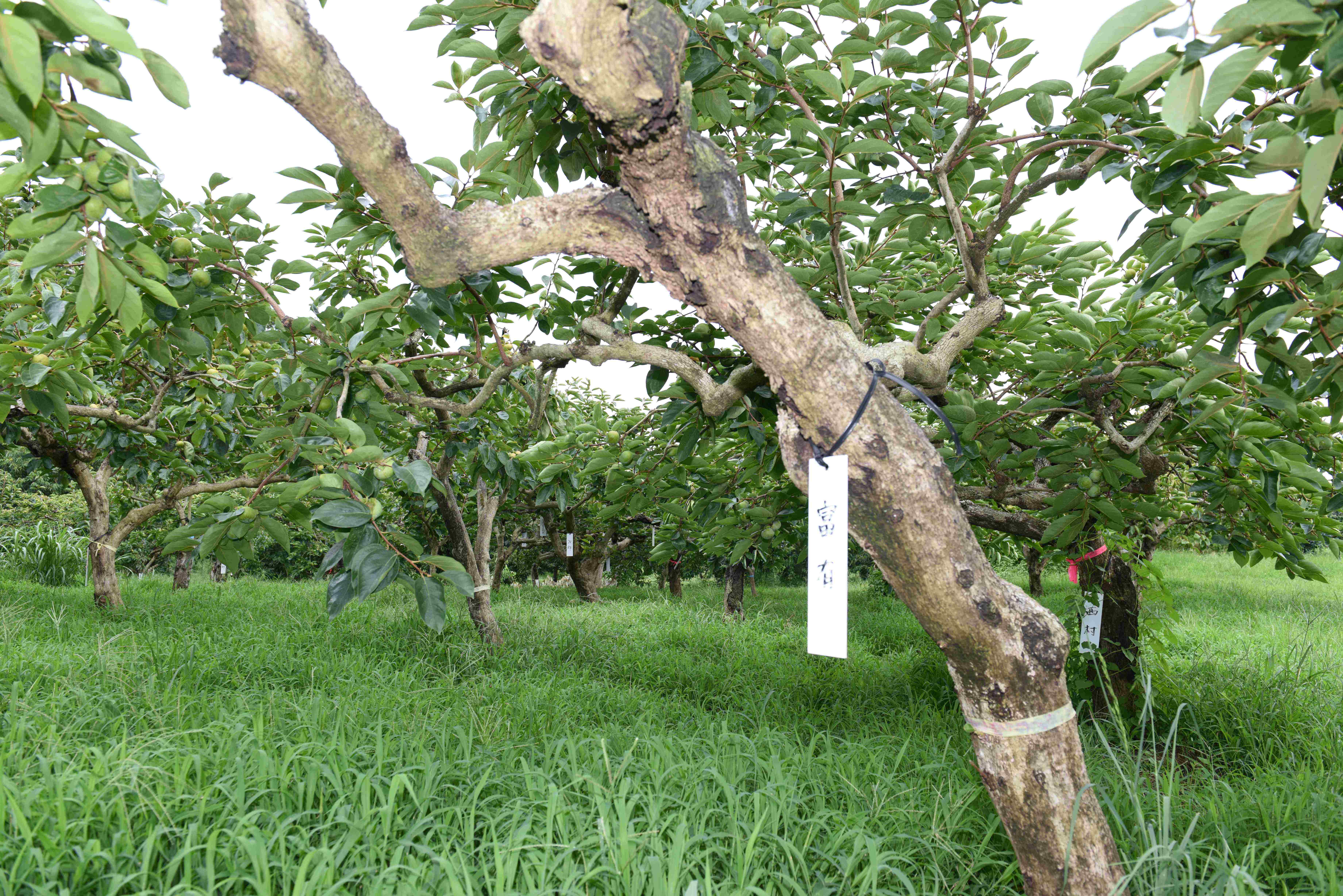 品種が書かれた看板が下がる柿の木