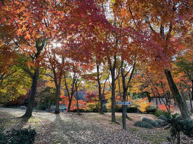 真っ赤に染まったせせらぎ広場(小松さん撮影)