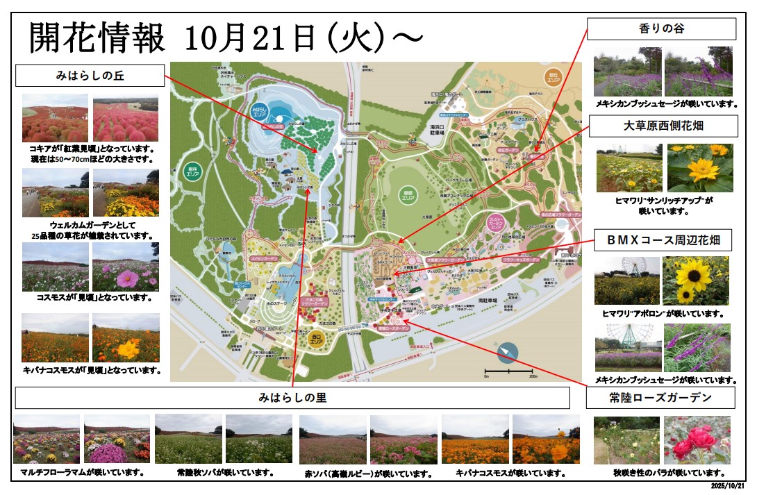 開花情報R7.10.21