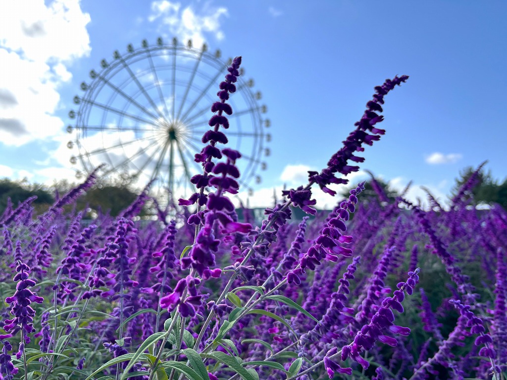 メキシカンブッシュセージに関するページ