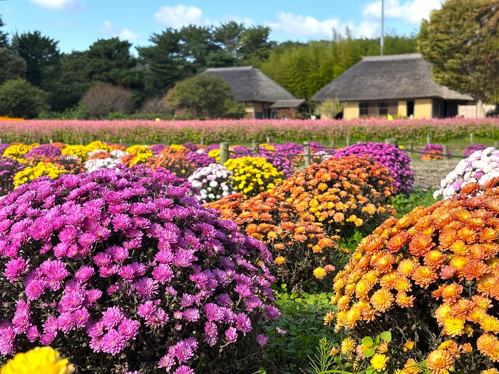マルチフローラマムに関するページ