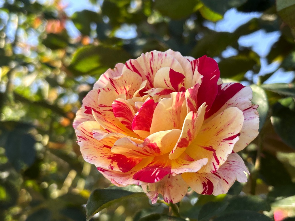 バラに関するページ