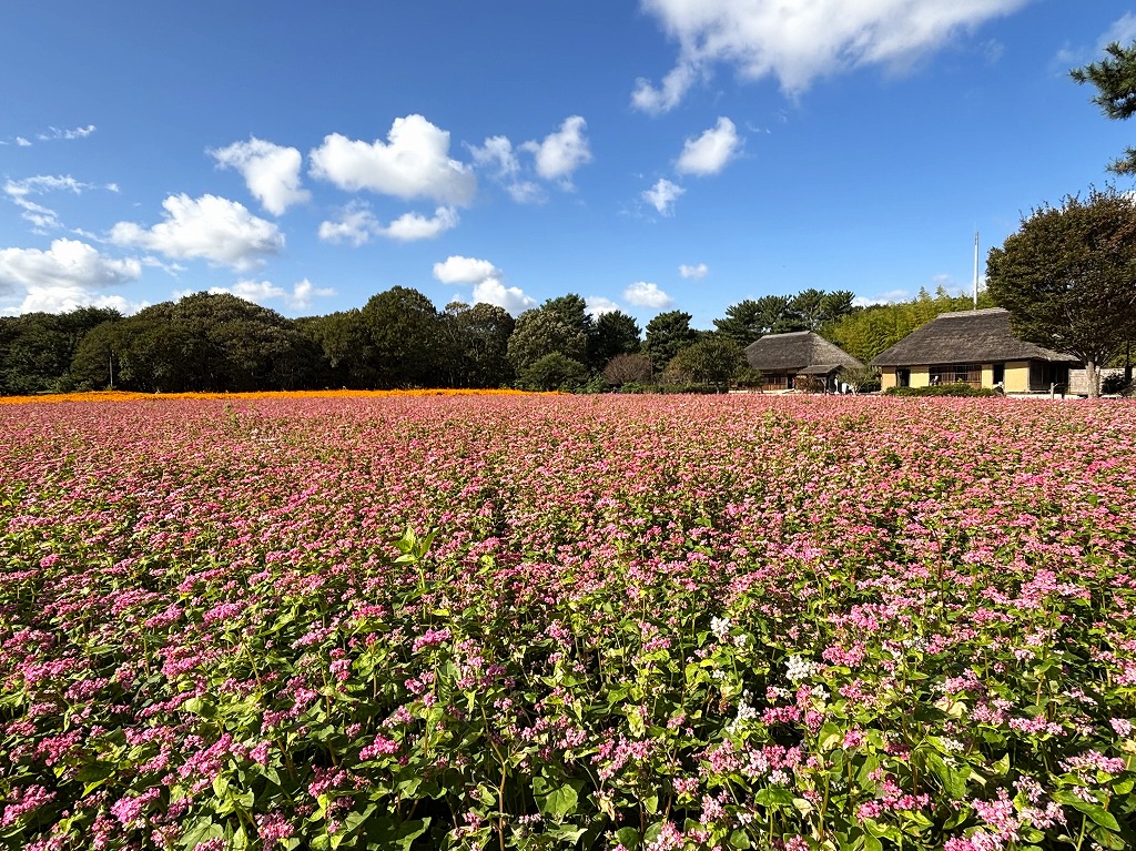 ソバに関するページ