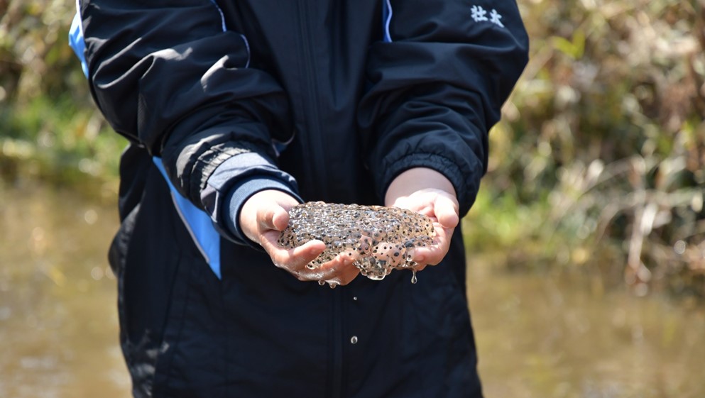〈沢田湧水ガイドツアー 特別編〉ニホンアカガエルの卵をさがそうに関するページ