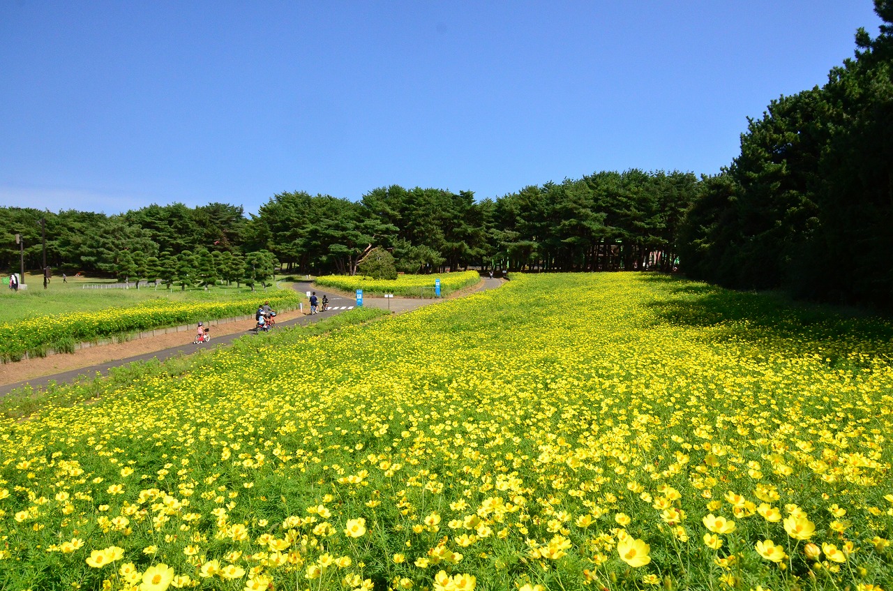 キバナコスモス