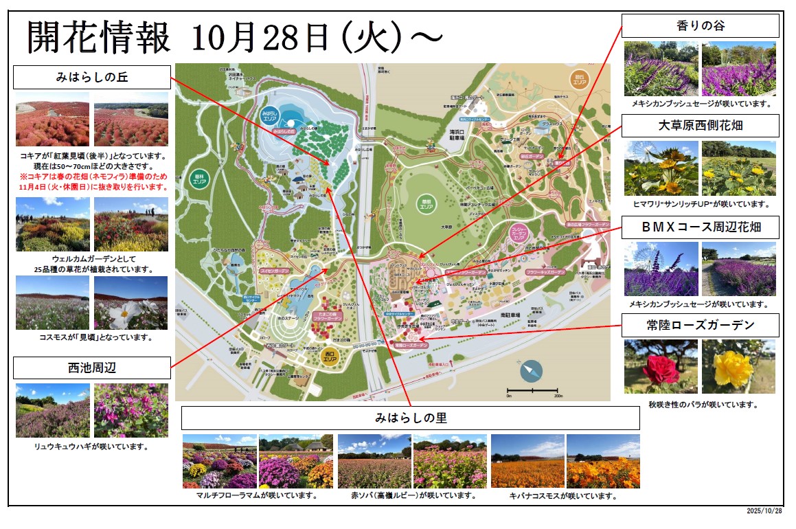 最新の開花情報に関するページ