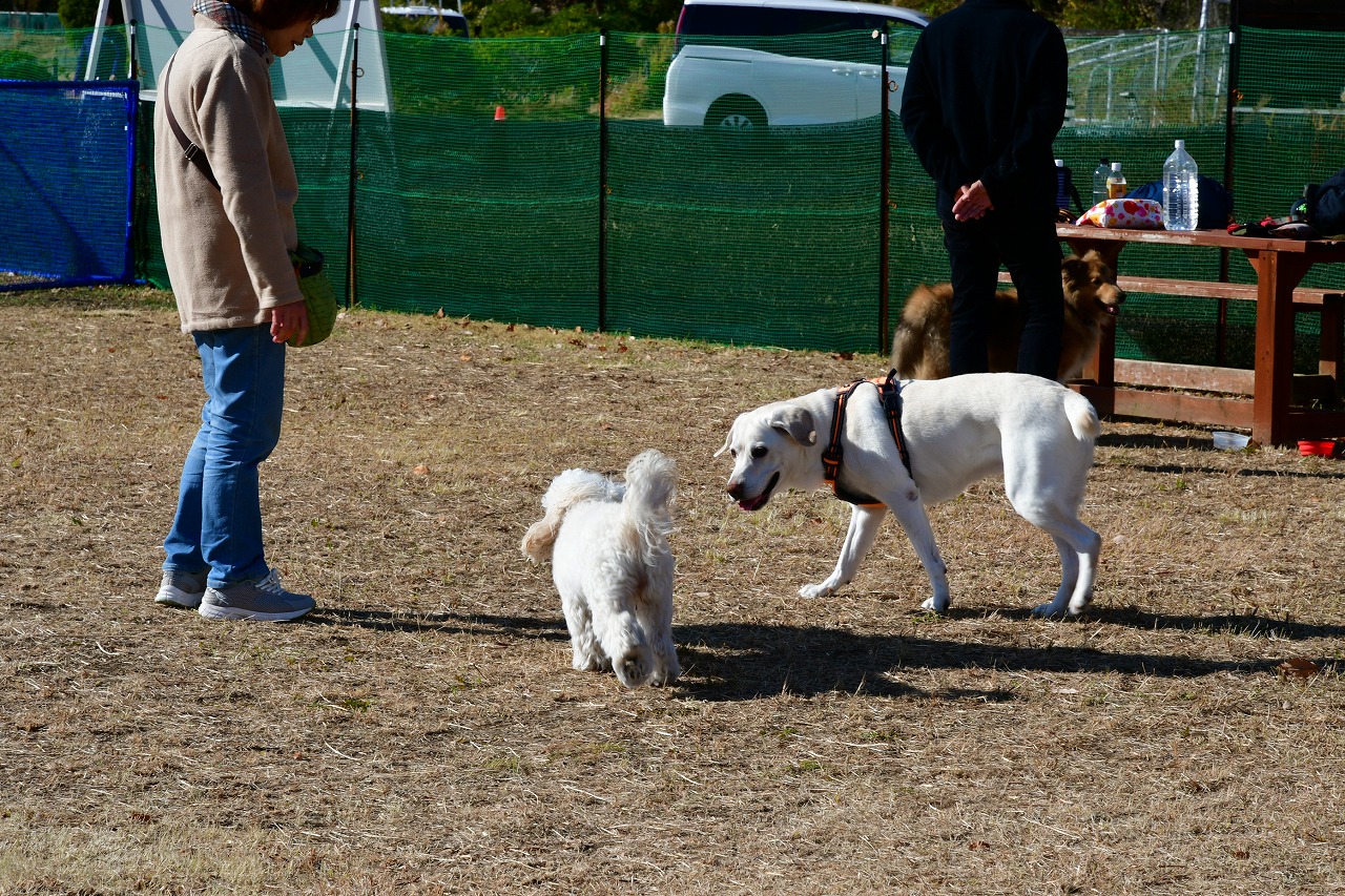 愛犬との上手な暮らし方教室