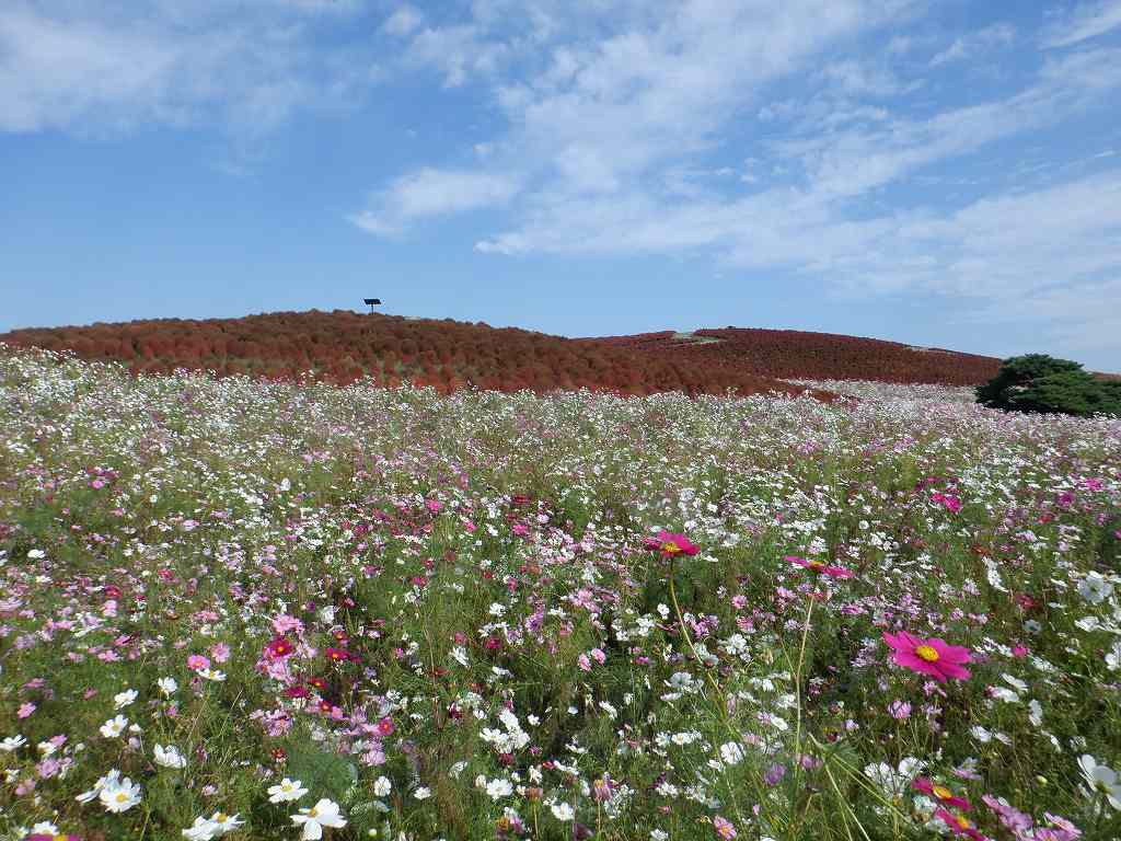 コスモスに関するページ