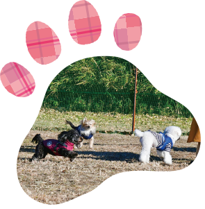 ドッグラン画像3