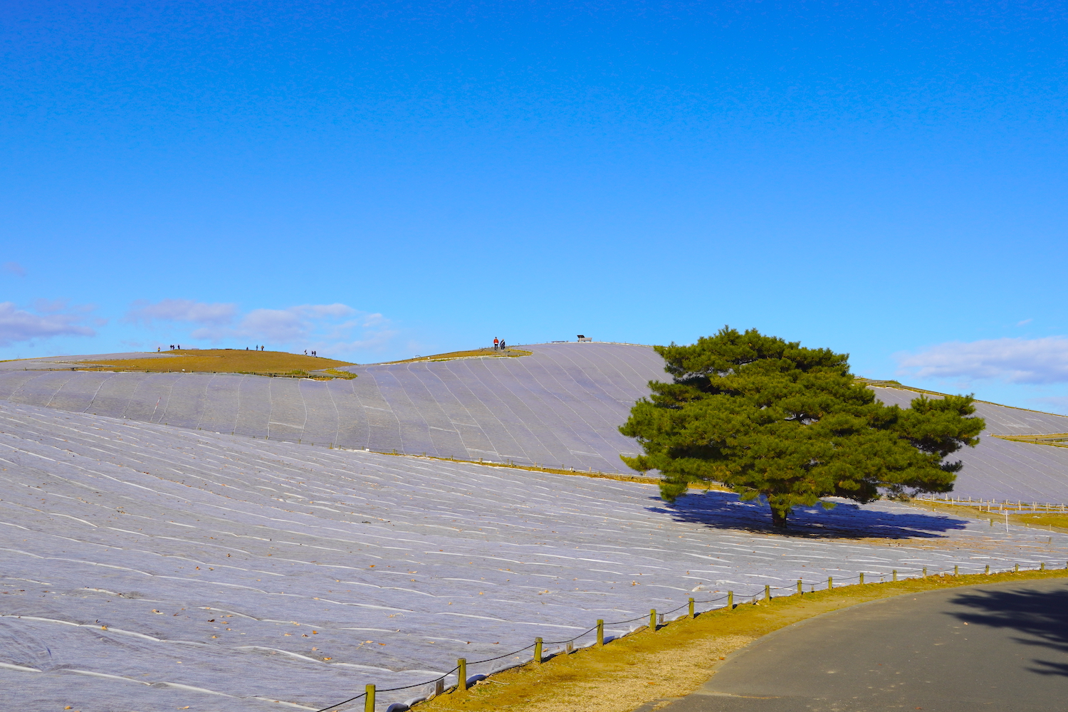 みはらしの丘_冬
