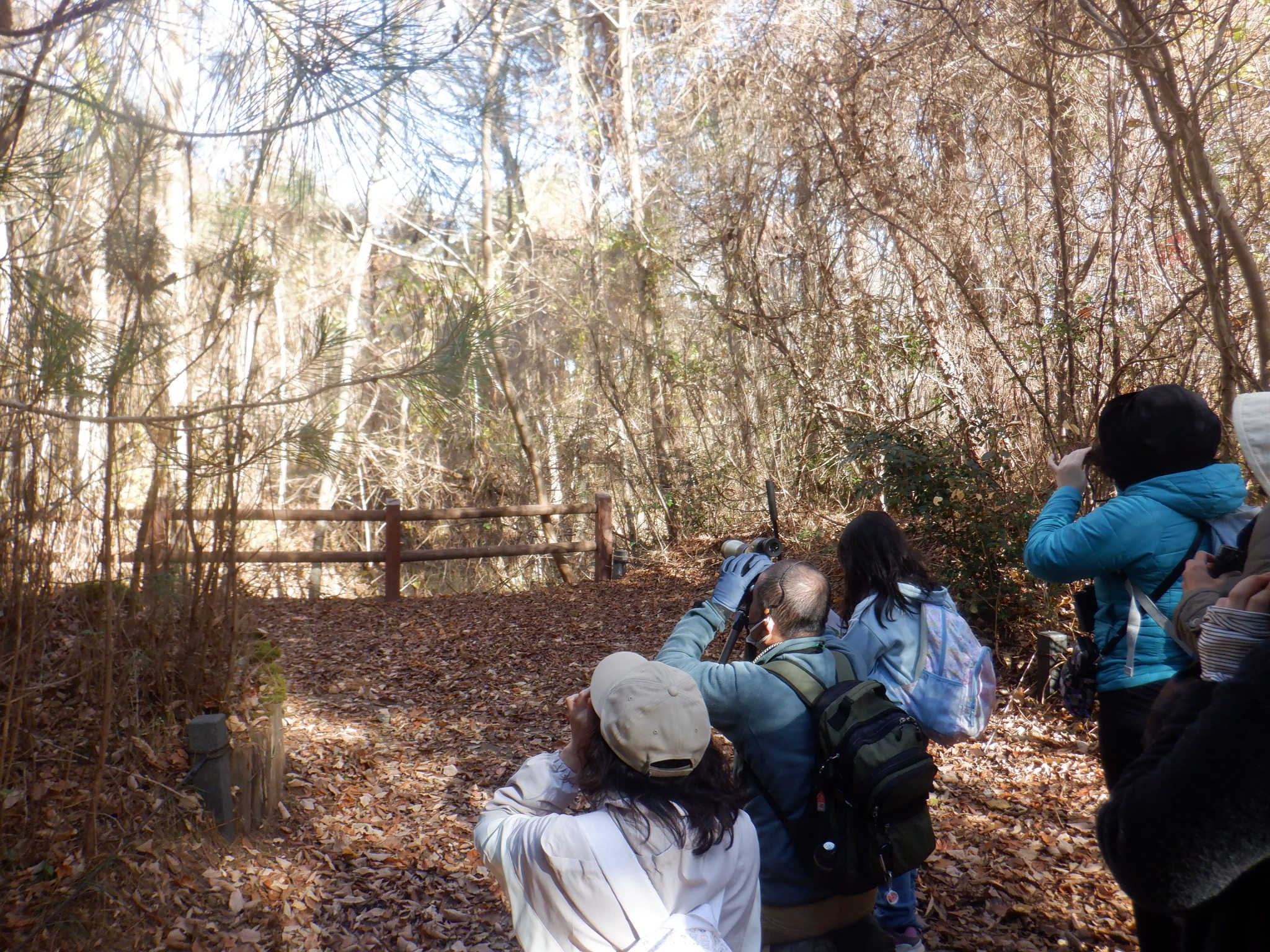 冬の野鳥観察会に関するページ