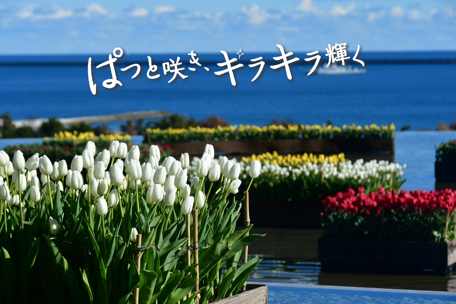 ぱっと咲き、きらきら輝く、アイスチューリップ