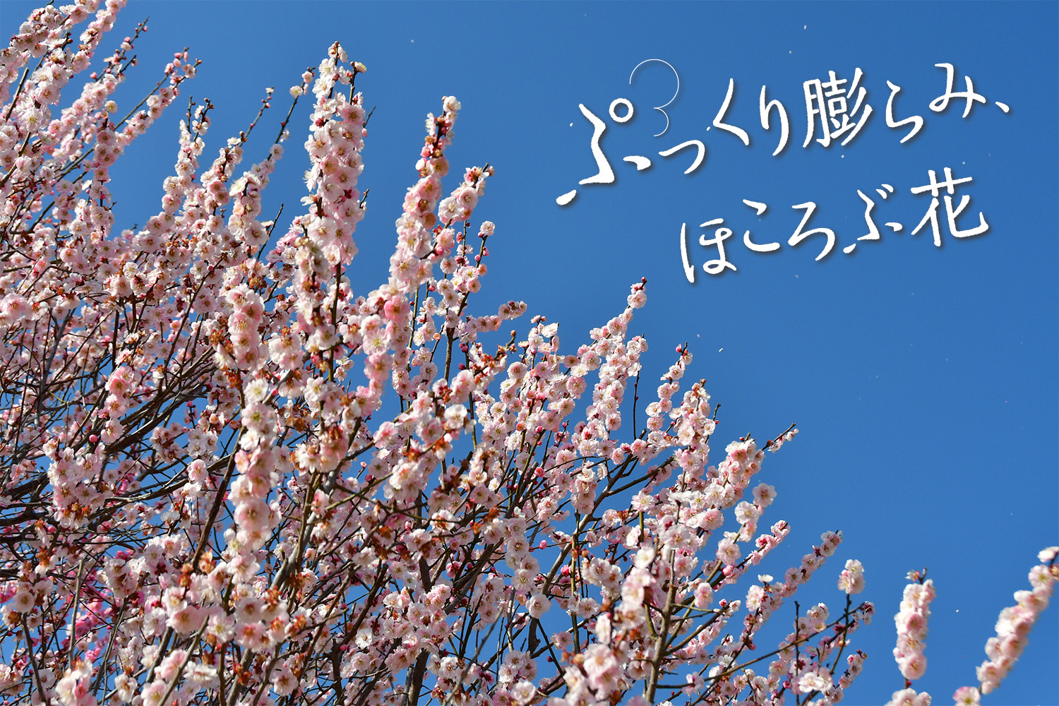 ぷっくり膨らみ、ほころぶ花、ウメ