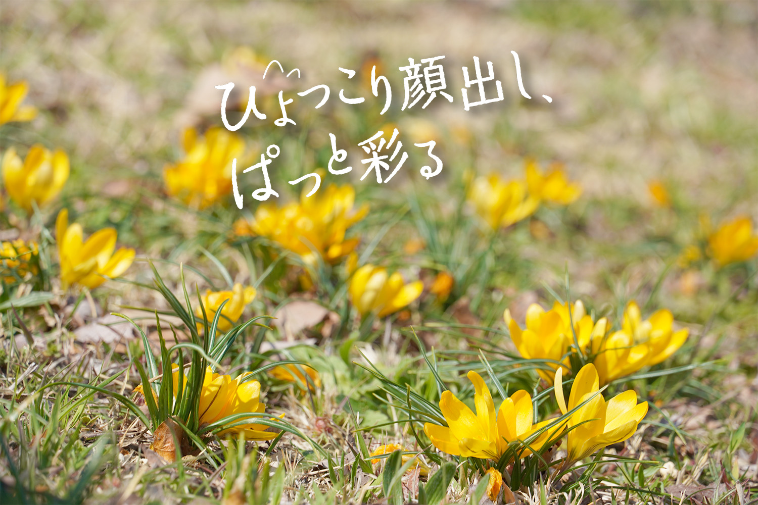 ひょっこり顔出し、ぱっと彩る、クロッカス