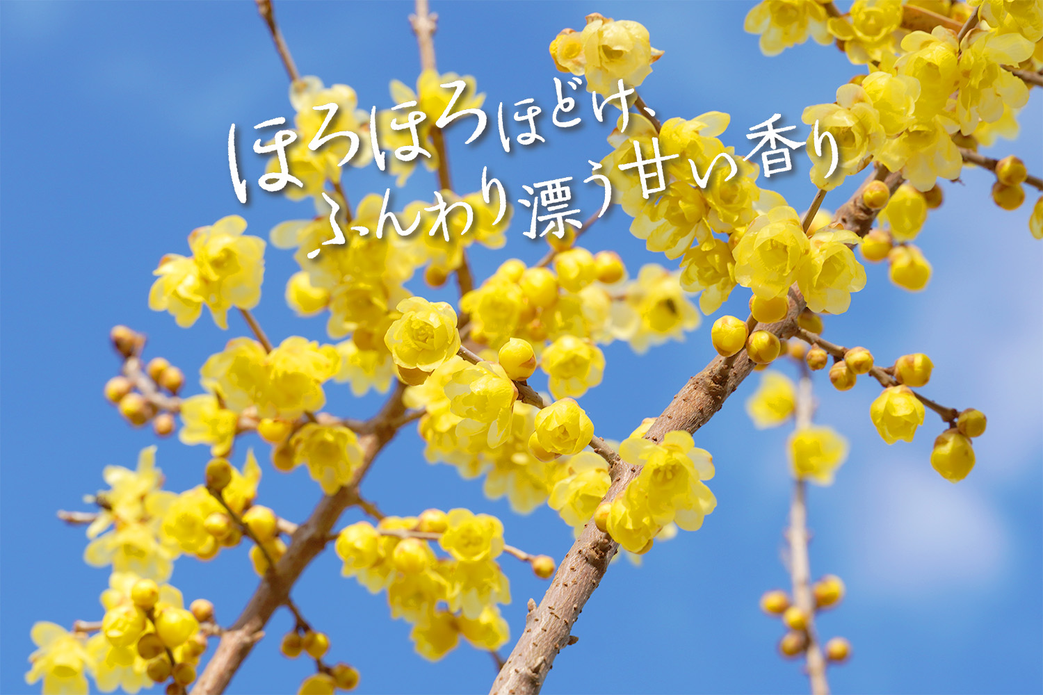 ほろほろほどけ、ふんわり漂う甘い香り