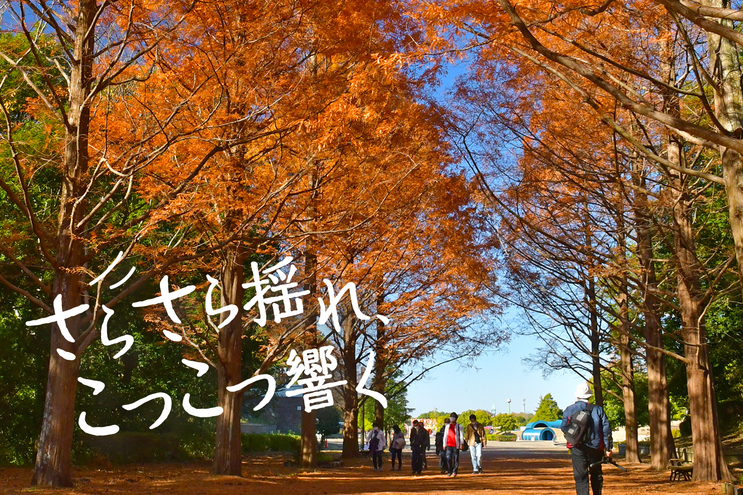 さらさら揺れ、こつこつ響く、メタセコイア