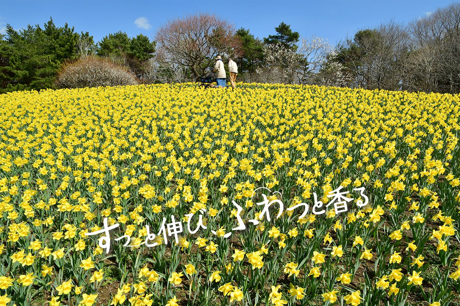すーっと伸び、ふわっと香る、早咲きスイセン