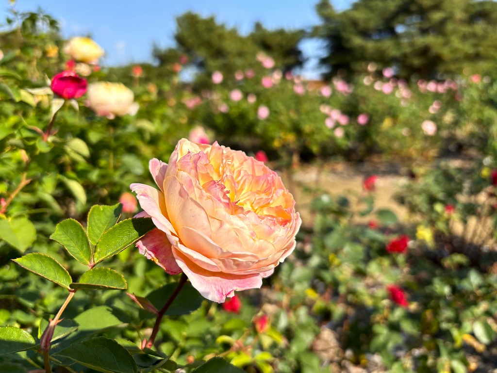 バラ | 国営ひたち海浜公園公式ホームページ