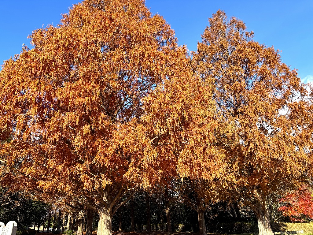 メタセコイア紅葉2