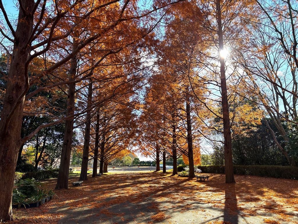 メタセコイア紅葉1
