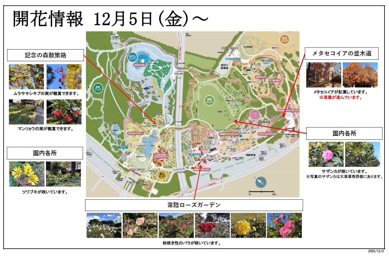 開花情報R7.12.5最新