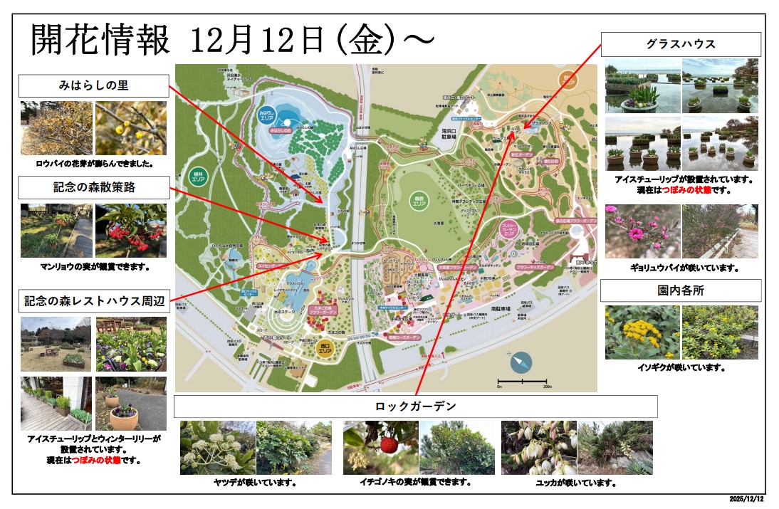 最新の開花情報 | 国営ひたち海浜公園公式ホームページ