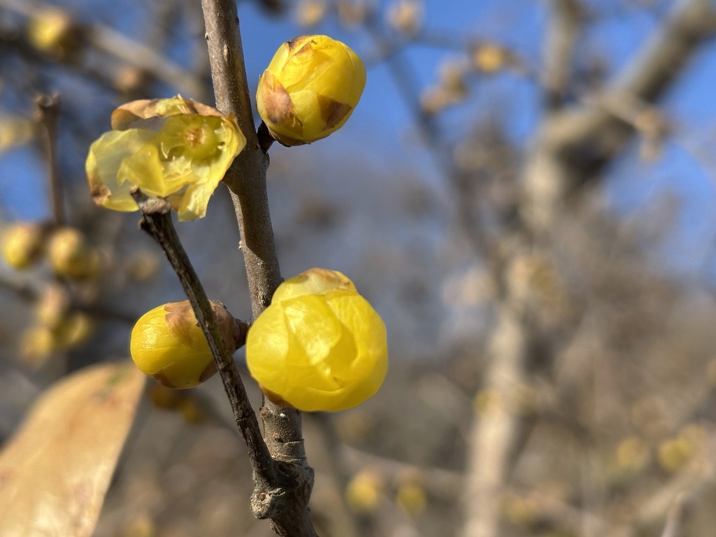 ロウバイに関するページ