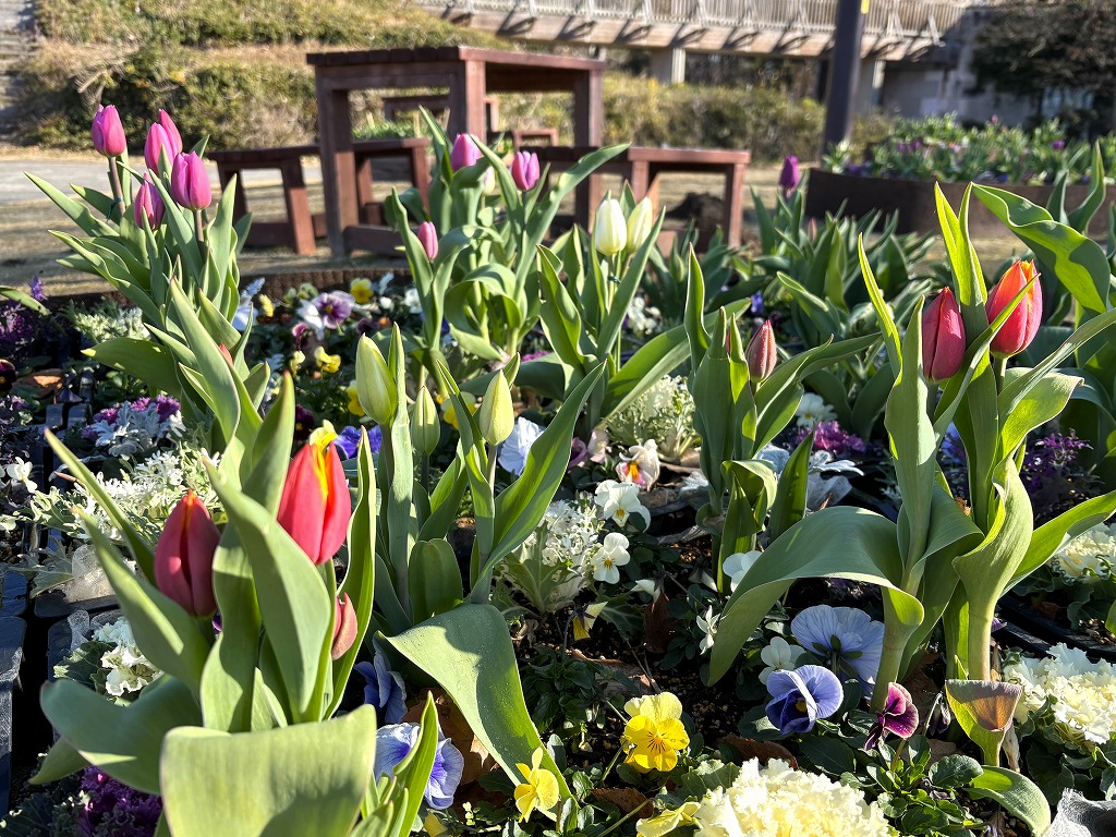 記念の森アイスチューリップ３