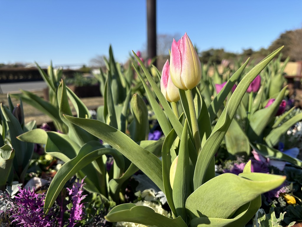 記念の森アイスチューリップ４