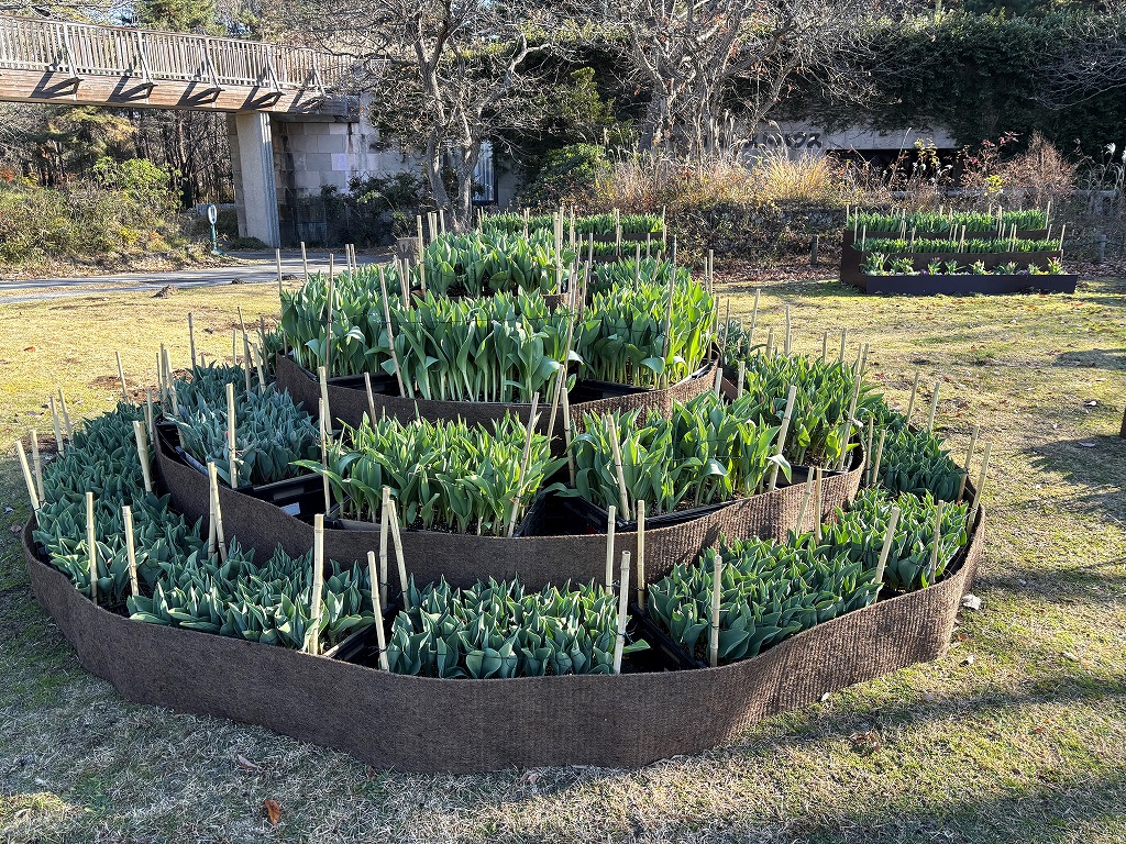 記念の森アイスチューリップ１