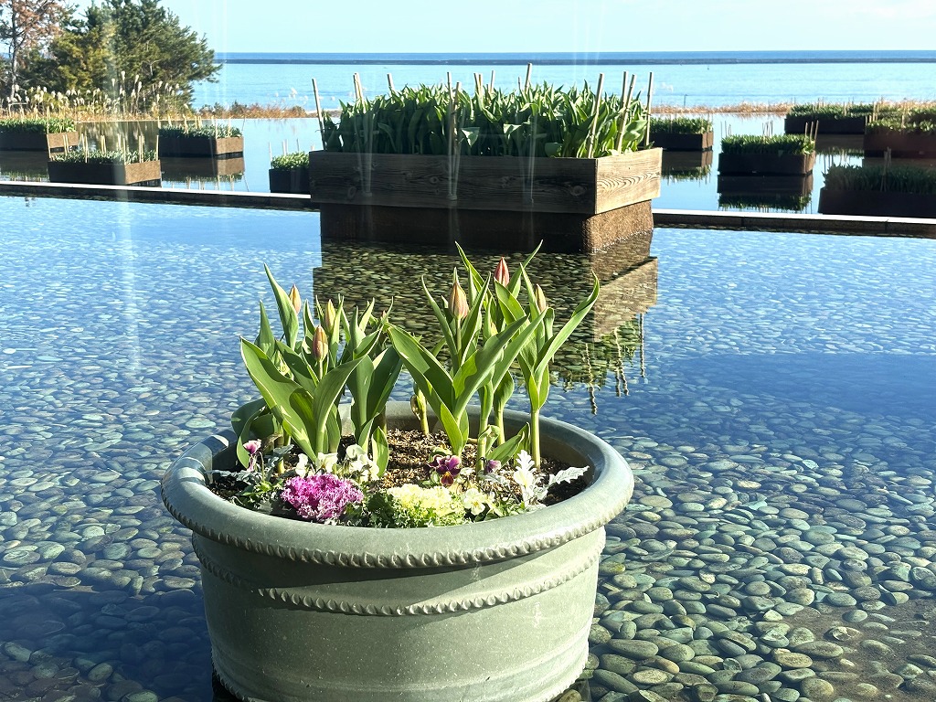 グラスハウスアイスチューリップ４