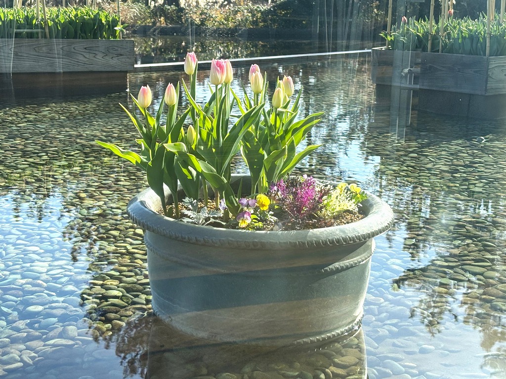 グラスハウスアイスチューリップ３