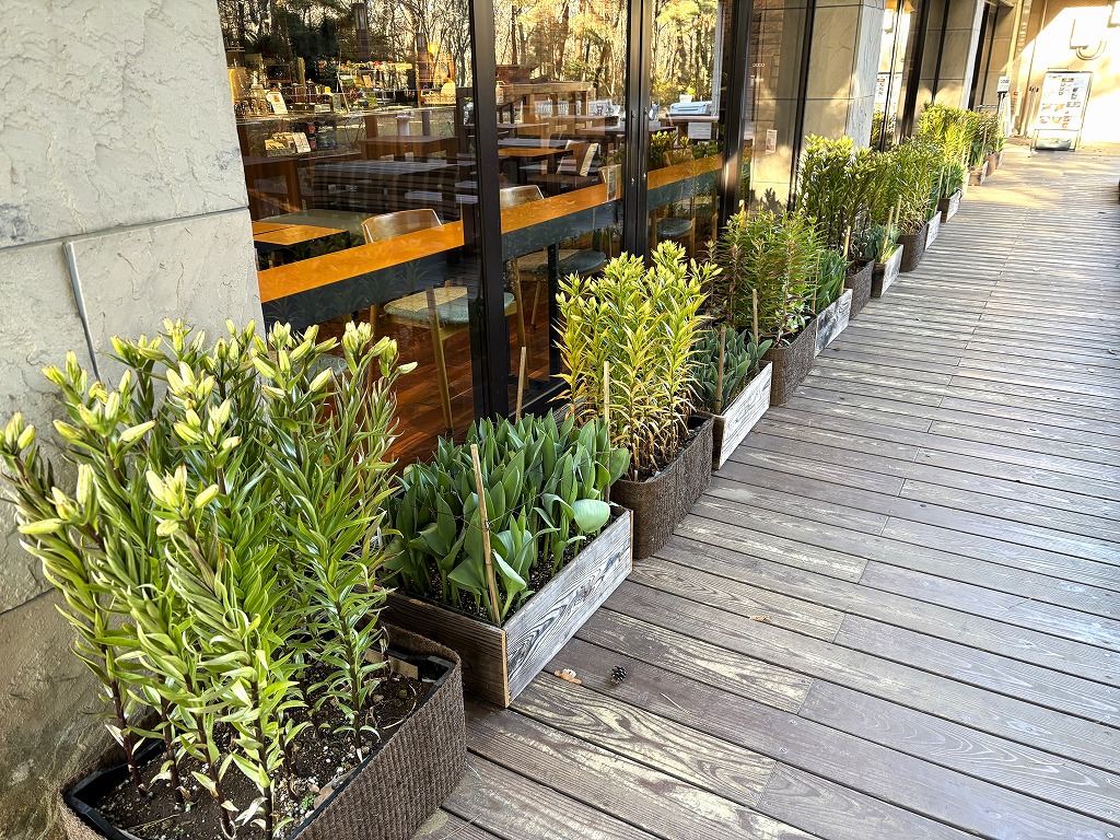 記念の森アイスチューリップ２