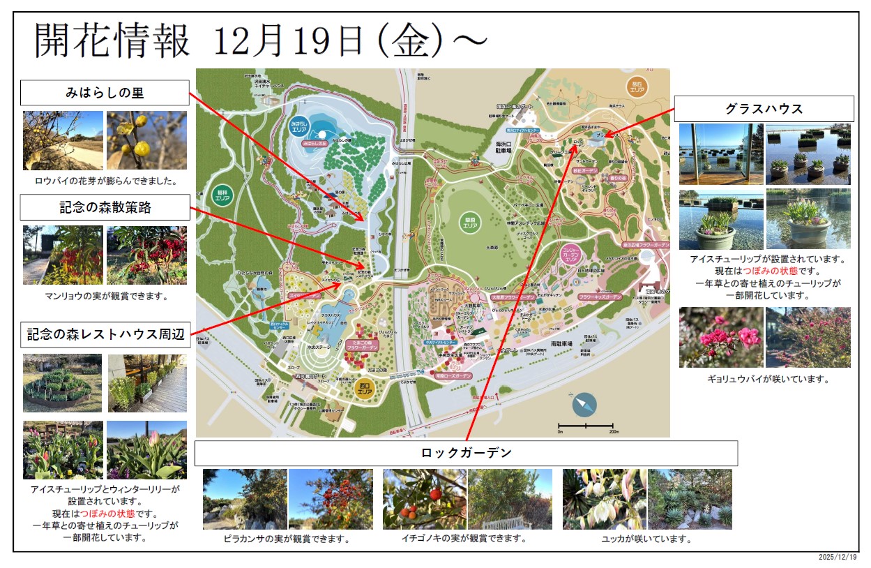 最新の開花情報に関するページ