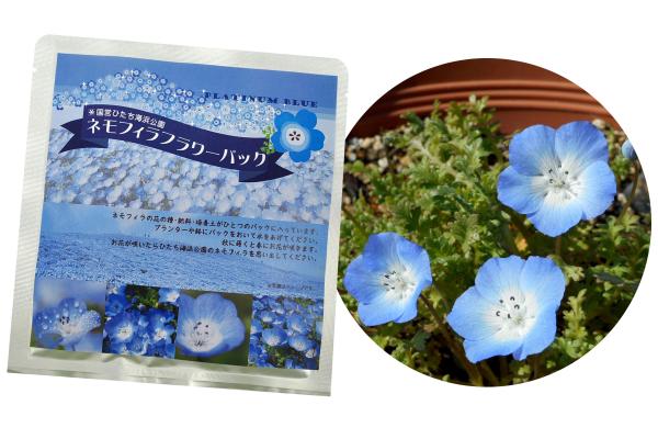 ﾌﾗﾜｰﾊﾟｯｸ合成202601