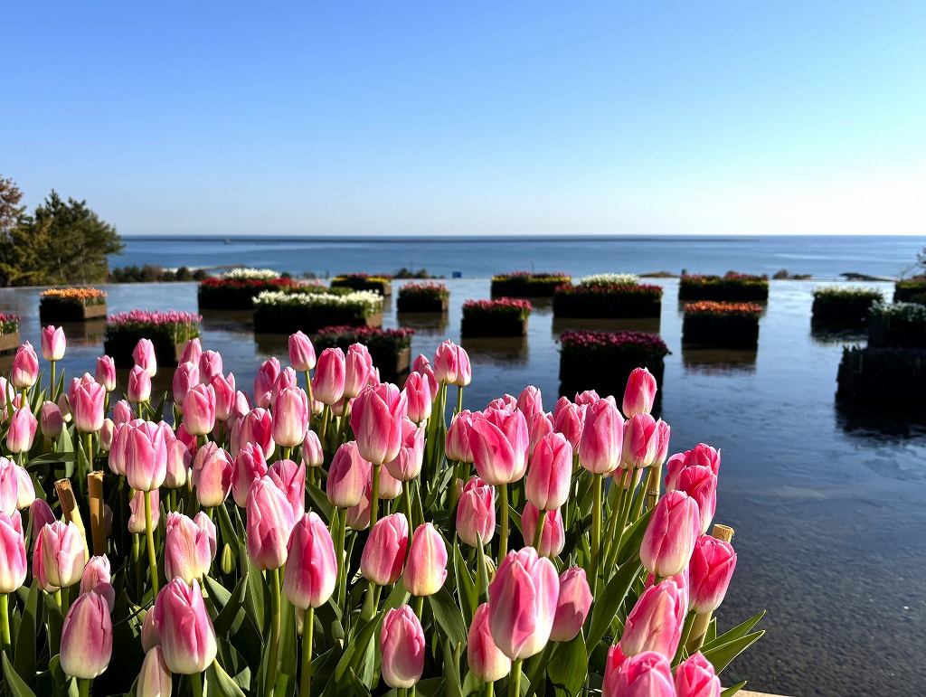 20260106グラウハウスアイスチューリップ2