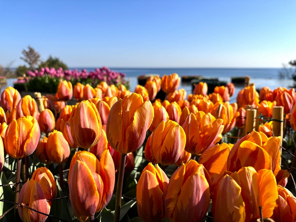 20260106グラウハウスアイスチューリップ1