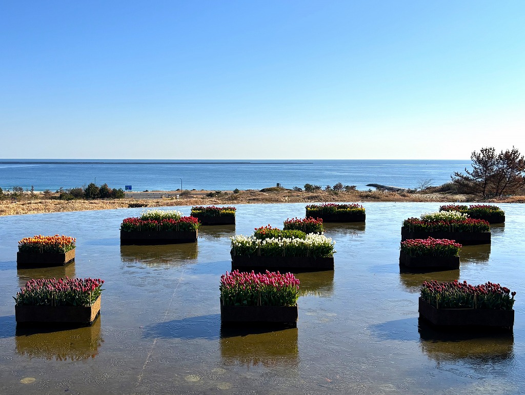 20260106グラウハウスアイスチューリップ4