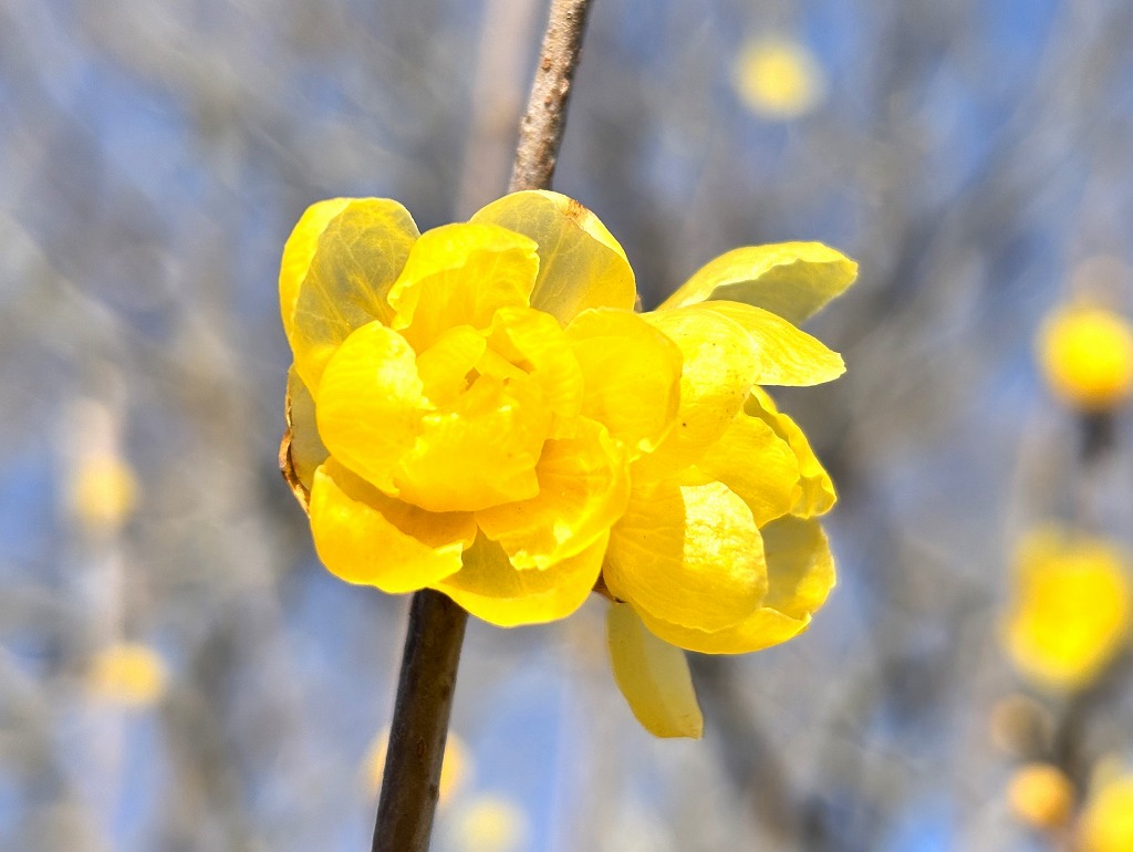 20260102ロウバイ１