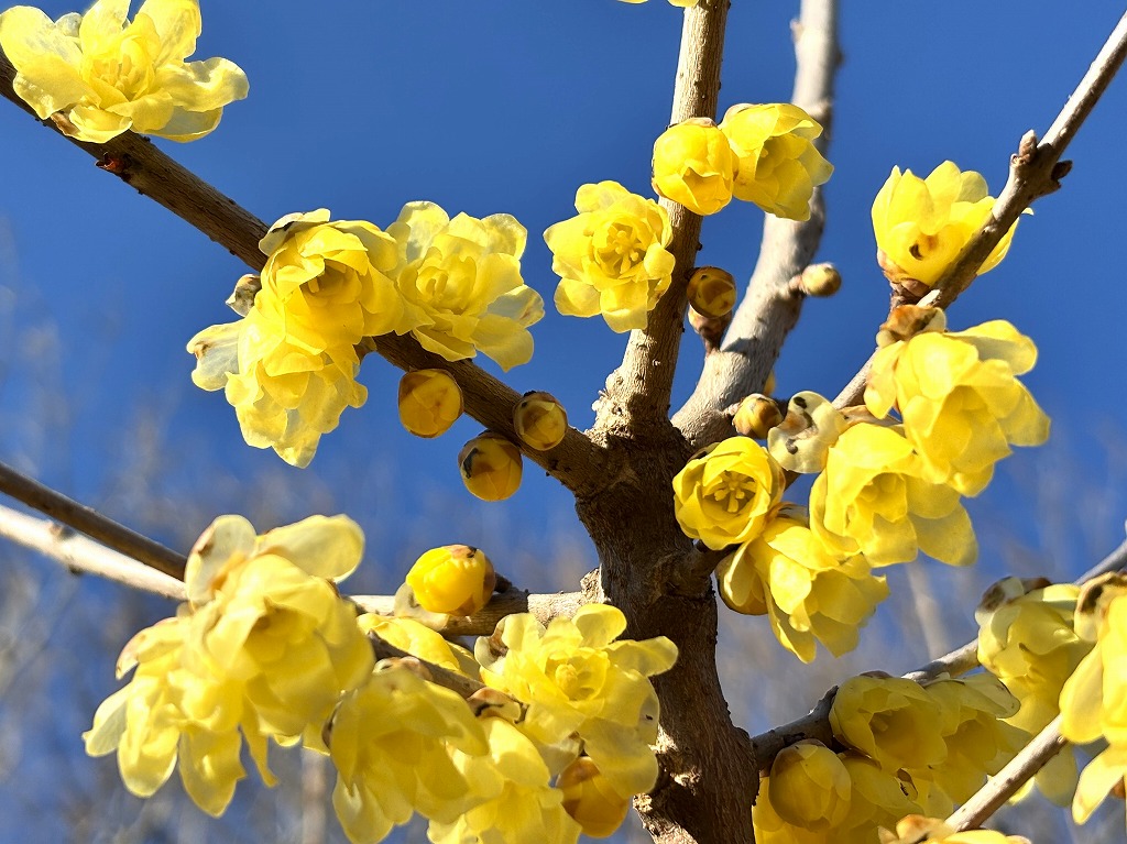 20260102ロウバイ２