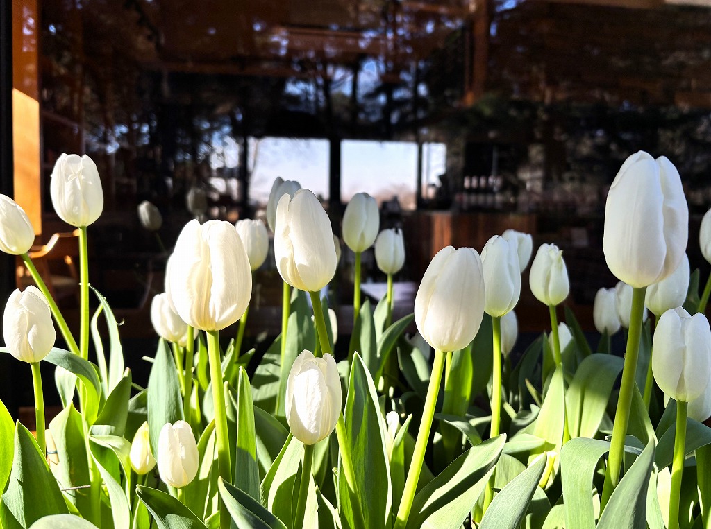 20260106記念アイスチューリップ1