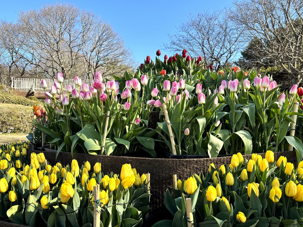20260106記念アイスチューリップ2