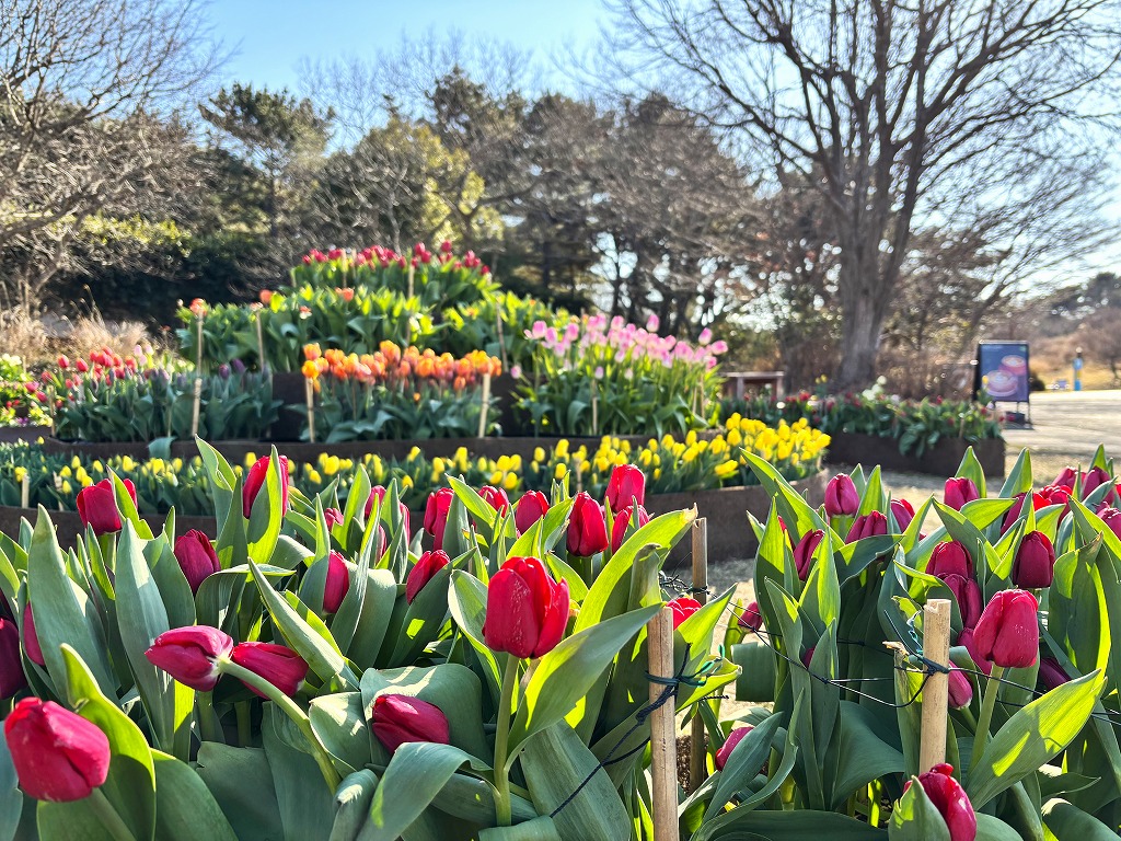 20260106記念アイスチューリップ3